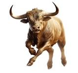 Bull Thumbnail 6
